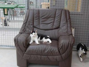 2014_5 don fauteuil chats 2